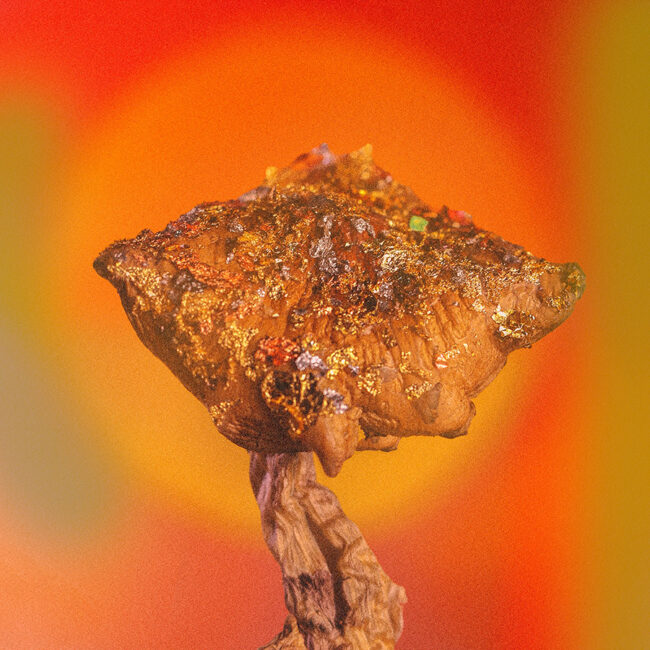 A mushroom with gold dust on it on an orange background